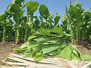 CULTIVADORES DEL TABACO